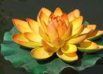 佛子應(yīng)竭力護(hù)持放生事業(yè) 佛子應(yīng)竭力護(hù)持放生事業(yè)