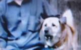 舟曲泥石流再現(xiàn)一義犬拯救全村人 舟曲泥石流再現(xiàn)一義犬拯救全村人
