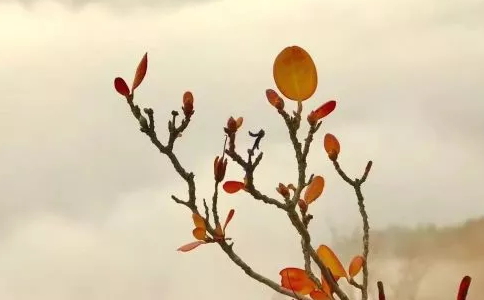Ҫٟ̎ȱf