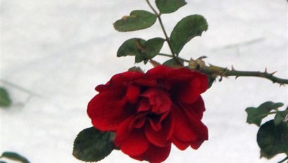佛理禪機(jī):學(xué)做棉花 讓自己像陽光一樣溫暖