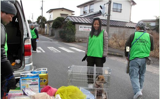 日本保護組織對寵物進入核輻射拯救動物