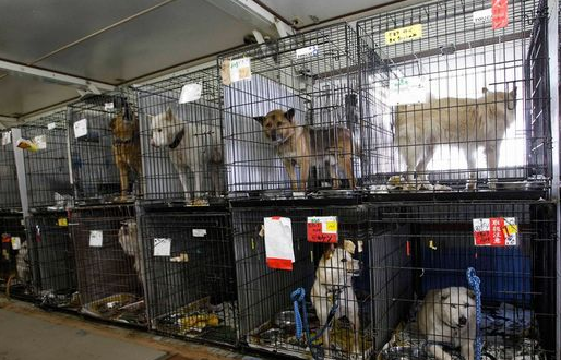 日本保護組織對寵物進入核輻射拯救動物