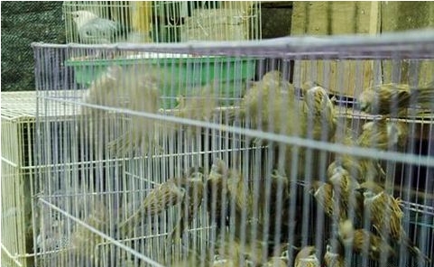 反省和思考放生行為