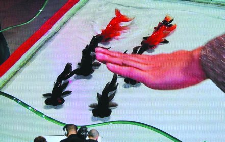 日益活躍的中國(guó)保護(hù)動(dòng)物行動(dòng)叫好